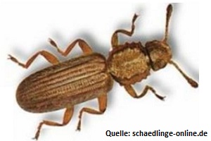 Käferbekämpfung Erdnussplattkäfer Käfer bekämpfen Kosten Kammerjäger Schädlingsbekämpfung Allessauber