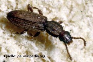 Käferbekämpfung Getreideplattkäfer Käfer bekämpfen Kosten Kammerjäger Schädlingsbekämpfung Allessauber