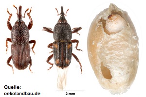 Käferbekämpfung Kornkäfer Käfer bekämpfen Kosten Kammerjäger Schädlingsbekämpfung Allessauber