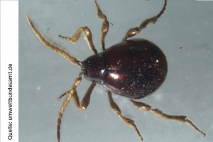 Käferbekämpfung Kugelkäfer Käfer bekämpfen Kosten Kammerjäger Schädlingsbekämpfung Allessauber