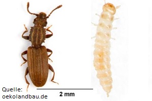 Käferbekämpfung Larve Getreideplattkäfer Käfer bekämpfen Kosten Kammerjäger Schädlingsbekämpfung Allessauber
