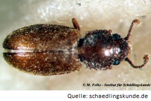 Käferbekämpfung Schimmelkäfer Käfer bekämpfen Kammerjäger Schädlingsbekämpfung Allessauber