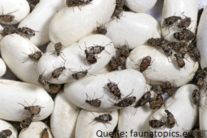 Käferbekämpfung Speisebohnenkäfer Käfer bekämpfen Kammerjäger Schädlingsbekämpfung Allessauber