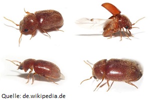 Käferbekämpfung Tabakkäfer Käfer bekämpfen Kosten Kammerjäger Schädlingsbekämpfung Allessauber