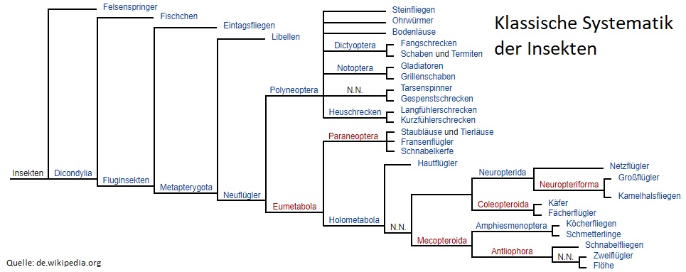 Klassische Systematik der Insekten Allessauber Kammerjäger Schädlingsbekämpfung