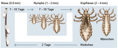 Kopflaus bekaempfen Pediculus humanus capitis Kopflausbekaempfung Kleiderlausbekaempfung Kammerjaeger Schaedlingsbekaempfung Allessauber