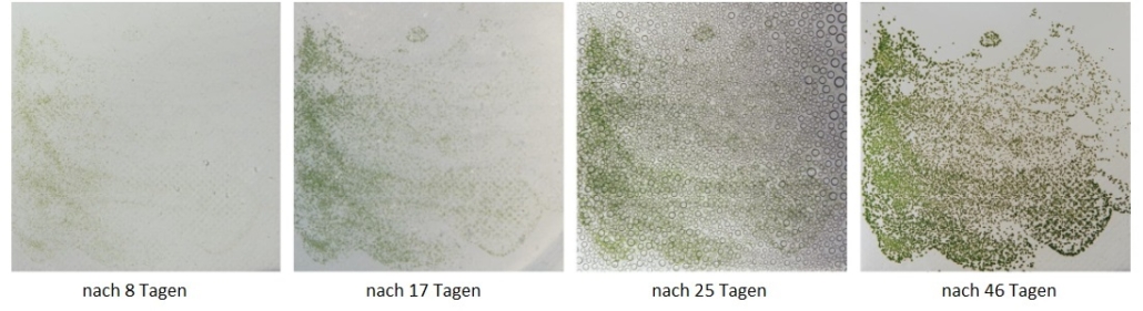 Labortest Simulation 4 Jahre ohne Fassadenschutz HFS Fassadenreinigung Allessauber