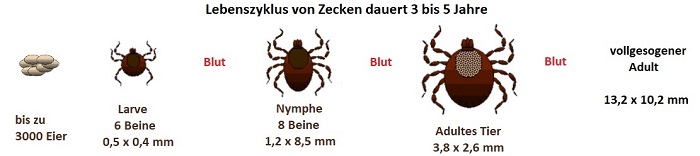 Lebenszyklus der Zecke Zeckenbekämpfung Kammerjäger Schädlingsbekämpfung Allessauber