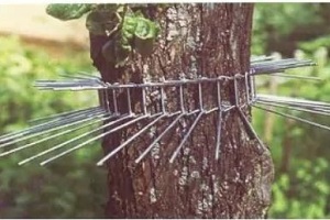 Marder Siebenschläfer Abwehrgürtel Fallrohr Baum Kammerjäger Schädlingsbekämpfung Allessauber