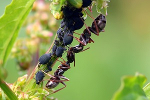 Mattschwarze Holzameise Wegameise Ameisenbekämpfung Kammerjäger Schädlingsbekämpfung Allessauber