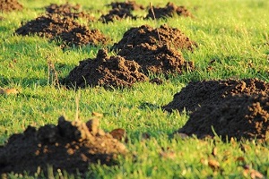 Maulwurf Hügel Kammerjäger Schädlingsbekämpfung Allessauber