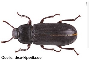Mehlkäfer bekämpfen Allessauber Kammerjäger Schädlingsbkämpfung