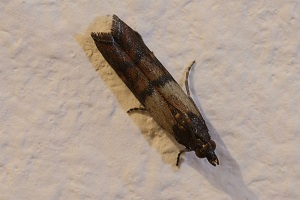 Mottenbekaempfung Dörrobstmotte bekaempfen Schädlingsbekämpfung Kammerjäger Allessauber