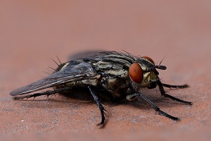 Musca domestica große Stubenfliege Fliegenbekämpfung Kosten Kammerjäger Schädlingsbekämpfung Allessauber