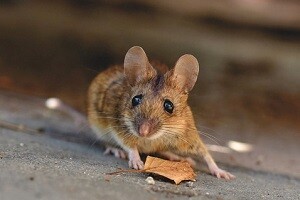 Mäuse bekämpfen Mäusebekämpfung Mäuseabwehr Mausbekaempfung Allessauber Kammerjäger Schädlingsbekämpfung