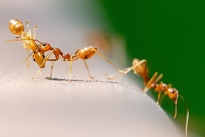 Professionelle Pharaoameisenbekämpfung Ameisen bekämpfen Gift Ameisenbekämpfung Kammerjäger Schädlingsbekämpfung Allessauber
