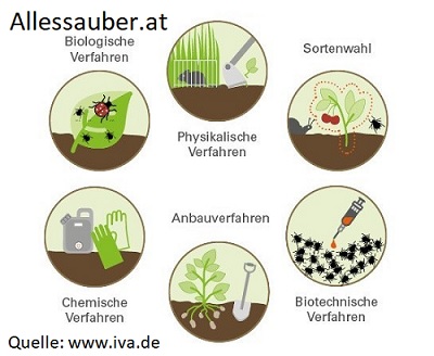 Plfanzenschutzmassnahmen Allessauber Schädlingsbekämpfung Kammerjäger