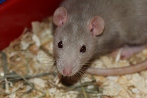 Rattenbekämpfung Ratten bekämpfen Rattenabwehr Gift Allessauber Kammerjäger Schädlingsbekämpfung