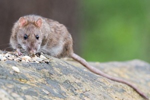 Ratten Wanderratten Rattenbekämpfung Schädlingsbekämpfung Kammerjäger Allessauber Wien