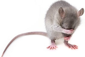 Ratten vertreiben Hausratten Befall Haus Keller