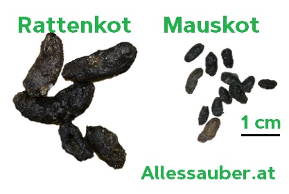 Rattenkot erkennen Mauskot Größe