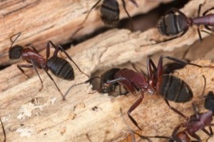 Riesenameise Roßameise Ameisenbekämpfung Kammerjäger Schädlingsbekämpfung Allessauber