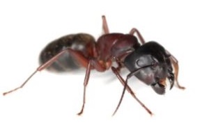 Roßameise Riesenameise Ameisenbekämpfung Kammerjäger Schädlingsbekämpfung Allessauber