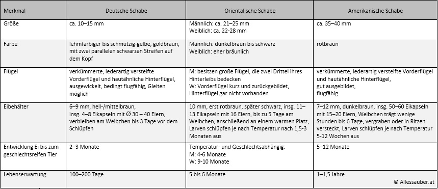 Schaben Kakerlaken Vergleich Allessauber