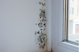 Schimmel entfernen Schimmelsporen Wand Fenster Allessauber