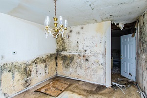 Schimmelsanierung Schimmel entfernen Schimmelsporen Fenster Wand sanieren Allessauber