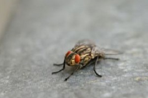 Schmeißfliege Goldfliege Fliegenbekämpfung Kammerjäger Schädlingsbekämpfung Allessauber