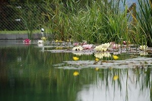 Schwimmteichreinigung Allessauber Kim Poolreinigung