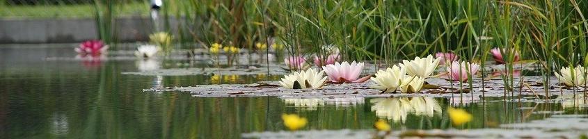 Schwimmteichreinigung Allessauber Kim Schlamm absaugen