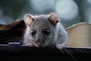 Siebenschläfer Dachrinne bekämpfen Obstgarten Kammerjäger Schädlingsbekämpfung Allessauber