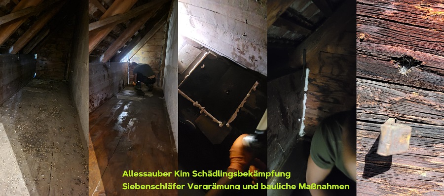 Siebenschläfer vergrämung bauliche Massnahmen Allessauber Kim Kammerjäger Schädlingsbekämpfung