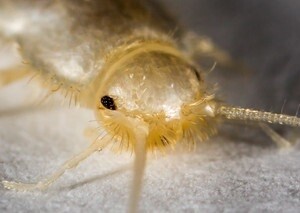 Silberfischbekämfpung Silberfisch bekämpfen Silberfischchen Lepisma saccharina Schädlingsbekämfpung Kammerjäger Allessauber