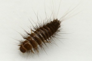 Speckkäfer Larve Käfer Käferbekämpfung Kosten Kammerjäger Schädlingsbekämpfung Allessauber