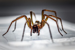 Spinnenbekämpfung Hausspinne Kammerjäger Schädlingsbekämpfung Allessauber
