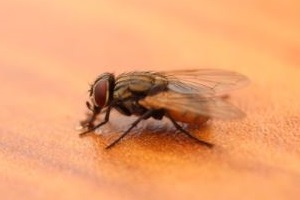 Stallfliegen Fliegenbekämpfung Fliege bekämpfen töten Kammerjäger Schädlingsbekämpfung Allessauber
