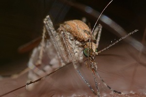 Stechmücken Mückenbekämpfung Mücke bekämpfen Mücke Kammerjäger Schädlingsbekämpfung Allessauber