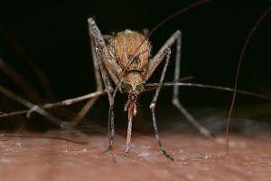 Stechmücken Mückenbekämpfung Mücke bekämpfen töten Mücke Kammerjäger Schädlingsbekämpfung Allessauber