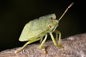 Stinkwanze Wanzen Allessauber Kammerjäger Schädlingsbekämpfung