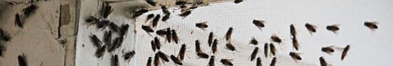 Stubenfliegenbekaempfung Stubenfliege Fliegenbekaempfung Fliege bekaempfen Schaedlingsbekaempfung Kammerjaeger Allessauber