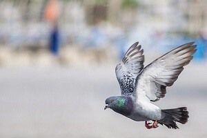 Taubenkotentfernung Taubenkot entfernen Vogelkotentfernung Vogelkot Desinfizieren Abwehr Dachstuhl Allessauber