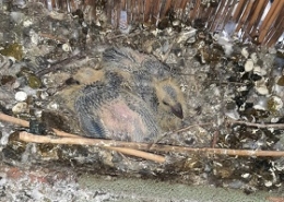 Taubenkotentfernung Taubenkot entfernen Vogelkotentfernung Vogelkot Desinfizieren Taubenmilben Allessauber