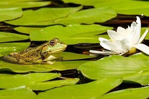 Teichreinigung Allessauber Kim Poolreinigung