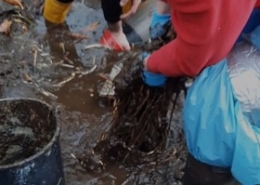 Teichreinigung Naturteich Teich reinigen Pflanzen entfernen entsorgen Faulschlamm Folie abdichten Allessauber