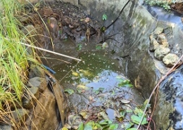Teichreinigung Teich reinigen Schwamm absaugen entfernen Schlammentsorgung Folie abdichten Allessauber