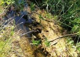 Teichreinigung Teich reinigen Schwamm absaugen entfernen entsorgen Faulschlamm Folie abdichten Allessauber