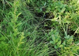Teichreinigung Teich reinigen Schwamm absaugen entfernen entsorgen Grünschnitt Folie abdichten Allessauber